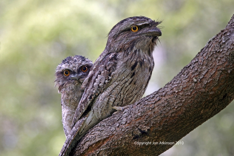Tawny Frogmouth Tawny Frogmouth